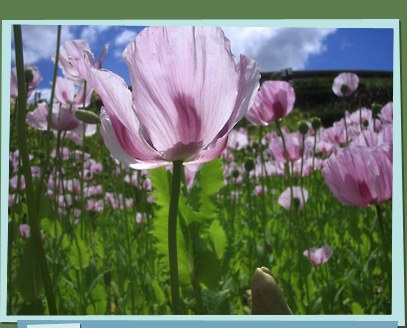 Poppies growing